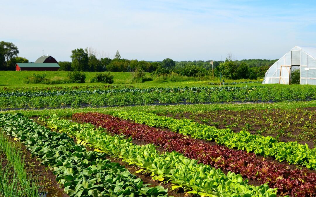 Domestic farming in Maasailand; Kajiado, Kenya