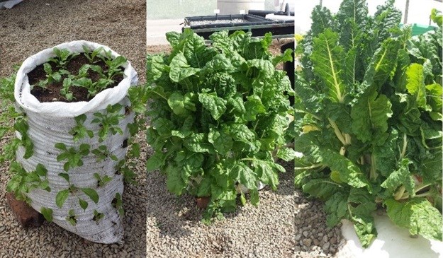 Adopt a Vertical Garden for a Maasai Family Living in a Semi Arid