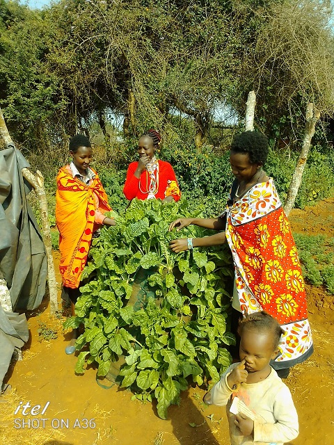 VCKenya Vertical Garden Project 2