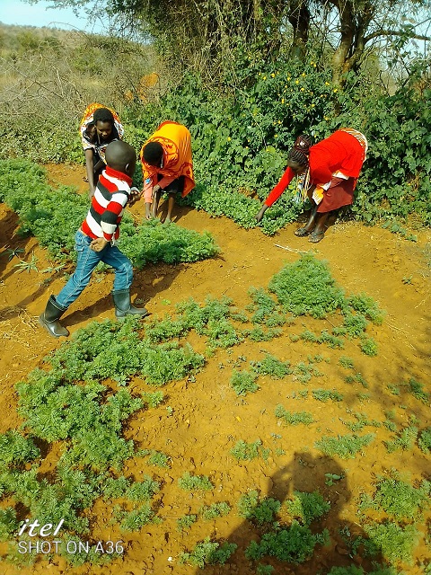 VCKenya Vertical Garden Project 